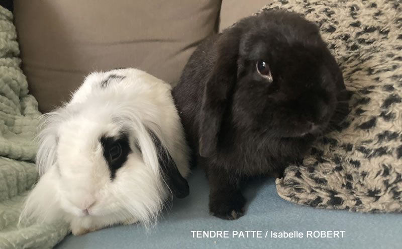 lapin noir 