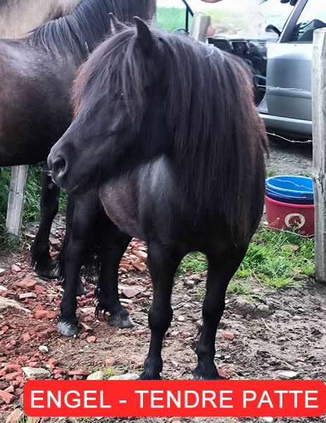 Engel poney Lucie